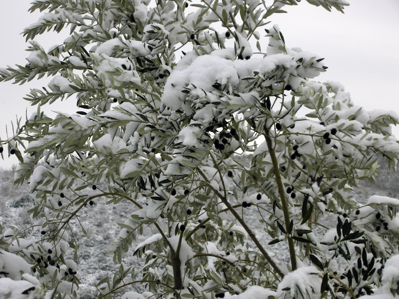 La magica atmosfera del Chianti innevato